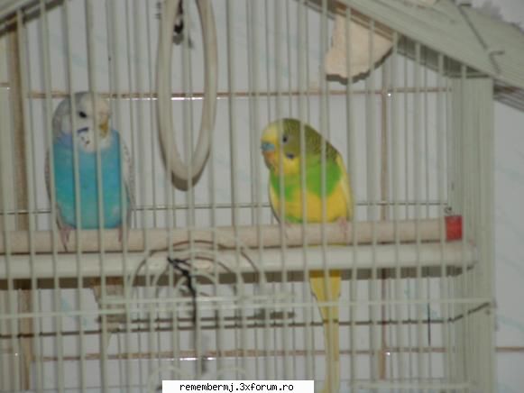 ╚�by rallO.o�╗ - Papagali ^^ Roco si Indy ^^ rasa ^^ - ♪Pet`s corner♪