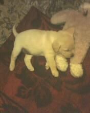 my sweet Lessie:X:X,she's mine - desi o stiti o sa va pun cateva poze cu ea - ♪Pet`s corner♪