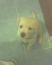 my sweet Lessie:X:X,she's mine - �ღ�☆� Alice �ღ�☆� - ♪Pet`s corner♪